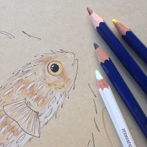 Igelfisch – Detail