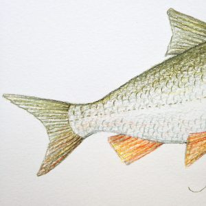 Fisch: Nase – Detail hinten