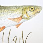 Fisch: Nase – Detail Kopf