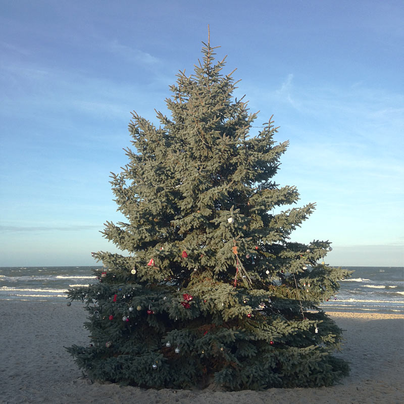 Weihnachtsbaum am Strand von Dierhagen