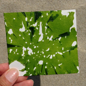 Frische Algen auf Papier